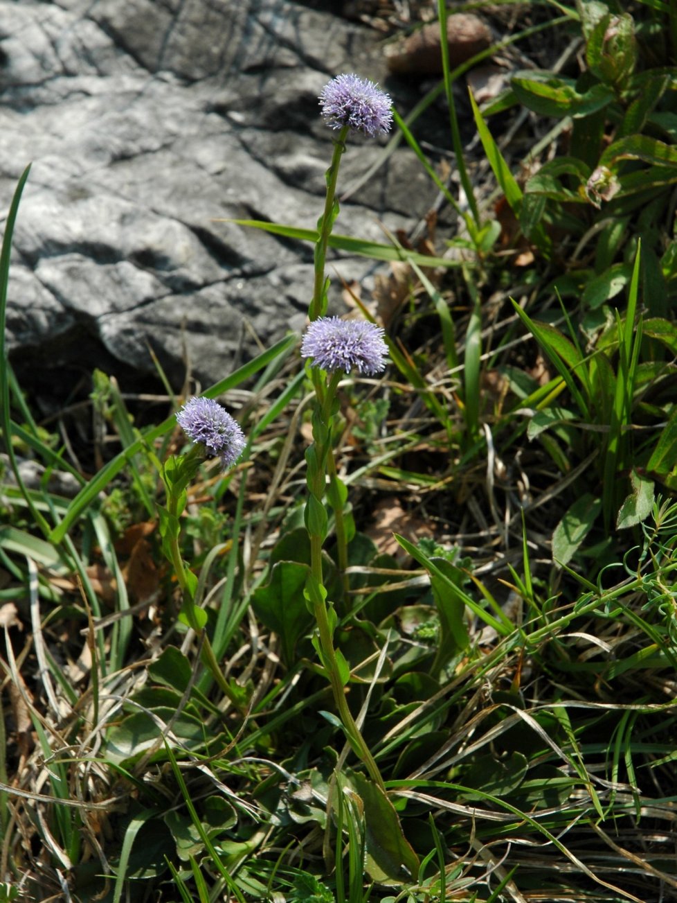 Globularia cordifolia, G.nudicaulis e G. bisnagarica
